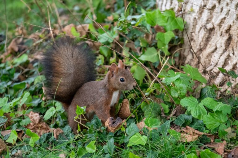 Eichhörnchen