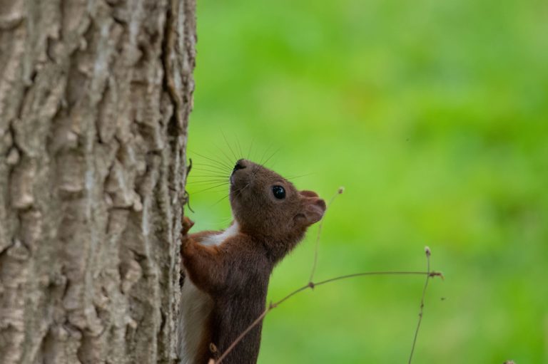 Eichhörnchen am Baum