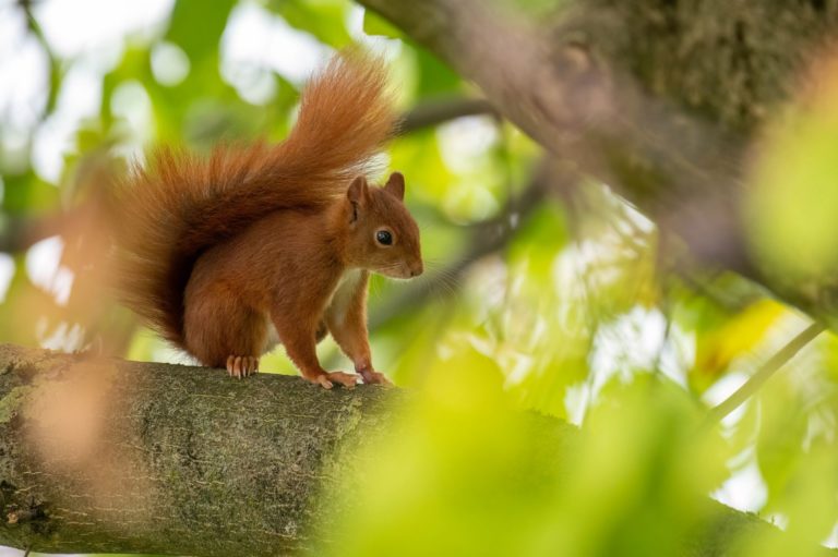 Eichhörnchen nutzt Schwanz als Decke