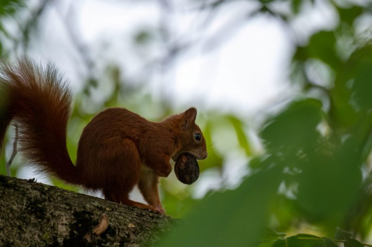 Eichhörnchen mit Nuss auf Baum