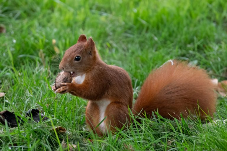 Eichhörnchenportrait