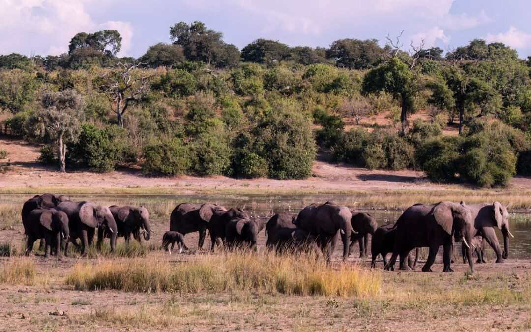 Okavango Reise 1. Teil