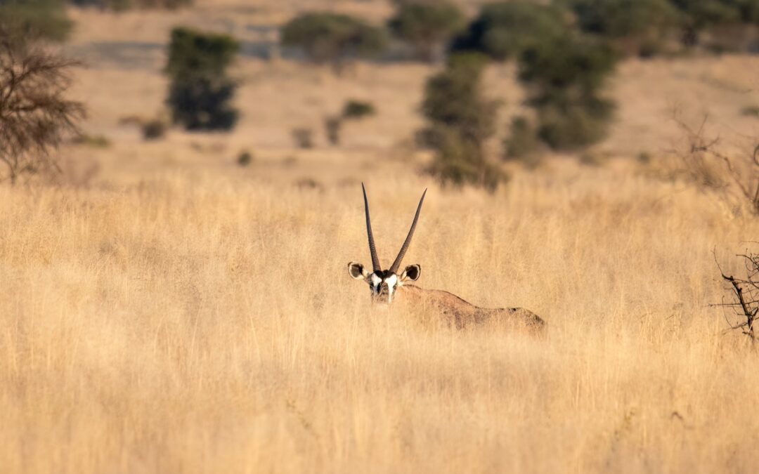 Okavango Reise 3. Teil