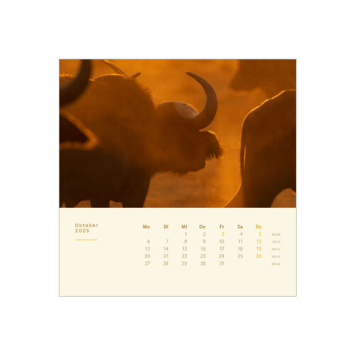 Tischkalender Tierfotos 2025 Oktober